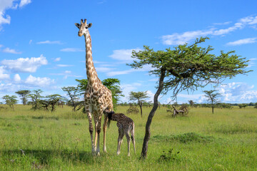 Giraffe (Giraffa camelopardalis) mother with calf drinking, Masai Mara, Kenya.