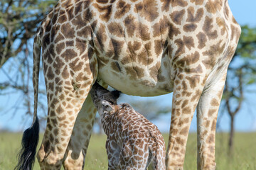 Giraffe (Giraffa camelopardalis) mother with calf drinking, close up, Masai Mara, Kenya.