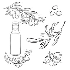 Botanical, olive set. Hand-drawn illustrations of olives, branches with leaves, and an oil bottle. Sketch of olive plant on white background. 
Designs for restaurant menus, cafes, postcards.