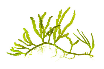 green antler shaped seaweed (Cauleroa serrulata) isolated on white.