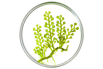 big sea grapes seaweed (Caulerpa racemosa) in culture dish on white. develop and research marine...