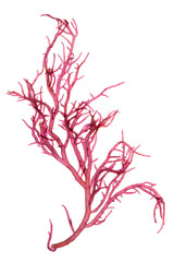gracilaria seaweed red algae (gracilaria lameneiformis) isolated on white background.
