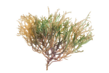a carageen seaweed plant with green and brown color.
