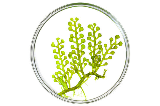 big sea grapes seaweed (Caulerpa racemosa) in culture dish on white. develop and research marine food.