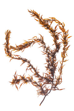 sargassum fusiform seaweed isolated on white background.