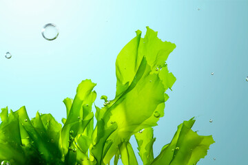 green seaweed ulva lactuca algae swing underwater with bubbles. - obrazy, fototapety, plakaty