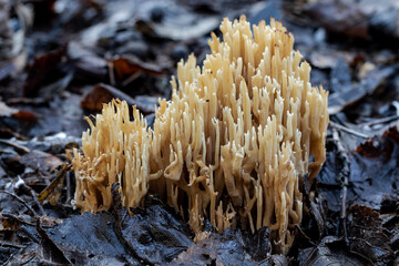Crown coral fungus growing on rotting leaves
