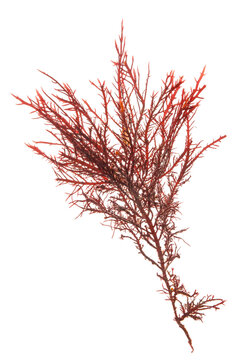 gelidium algae red seaweed on white background.