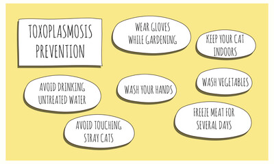 Obraz premium toxoplasmosis PREVENTION.Vector illustration for medical journal or brochure.