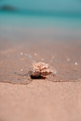 Muschel Strand Fuerteventura