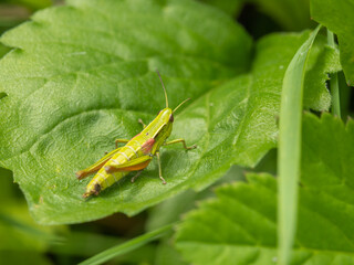 Grasshopper on plan leaf in the garden summer time macro photograph