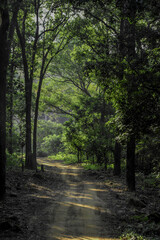 Fototapeta na wymiar Beautiful path in the dense forest of Jim Corbett National Park India 