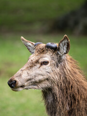 Red Deer Stag with No Antlers After they have Been Shed