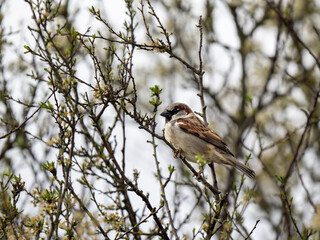 House sparrow perched on a Twig