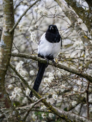 Magpie Perched on a Branch