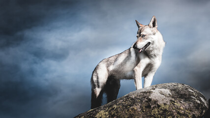 Wilk stojący na kamieniu
