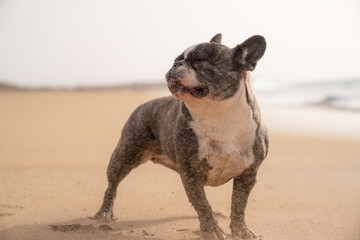 Hund Strand Fuerteventura