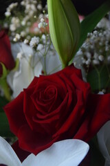 Rose rouge