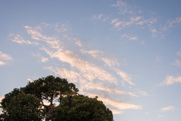 Obraz premium Low angle of tree against cloudy sky, sunset