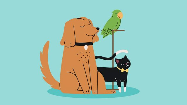 dog with cat and parrot animation