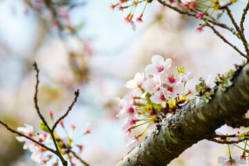 咲き始めた桜 ソメイヨシノ