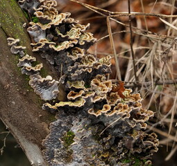 champignon et lichen accroché à une branche en milieu humide