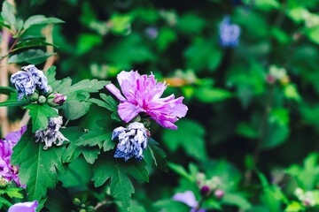 A close up portrait of an open purple flower next to some withered ones of a hibiscus syriacus bush in a garden. It is also called the rose of sharon, syrian ketmia, shrub althrea or rose mallow.