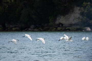 Royal Spoonbill (Platalea regia)