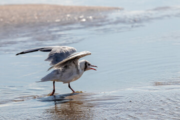 black-headed gull starting to fly in shallow sea water