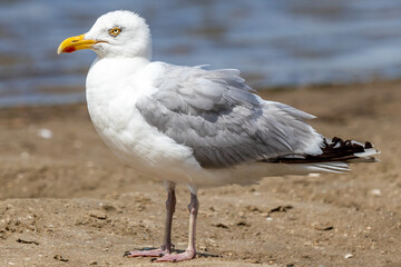 seagull closeup standing on sandy beach with water in the blurred background