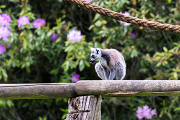 A portrait of a ring tailed lemur or maki sitting on a wooden beam in a zoo. The wild mammal animal is looking around.