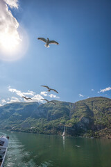 Fototapeta na wymiar Seagulls flying against the sun in the fjord near the fishing village Flam, Norway
