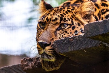 A beautiful portrait of the head of a amur leopard lying on a wooden platform and looking around in a zoo in Belgium. The predator animal is looking around.