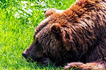 A portrait of a cute brown grizzly bear lying with its head and nose in grass relaxing and being...