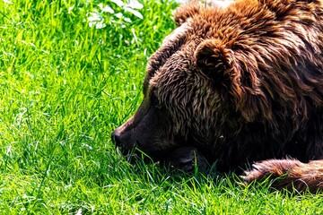 A portrait of a brown grizzly bear lying with its head and nose in grass relaxing and being lazy. The mammal is a dangerous predator but also a very cute animal.