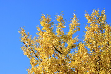 快晴の空とイチョウの木