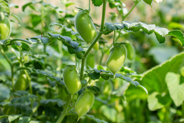 Chickpeas in garden with leaves. Chickpeas plant growing.