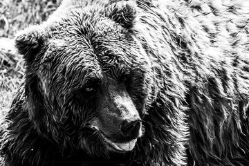 A black and white portrait of a brown grizzly bear lying in the grass with its mouth open. The...