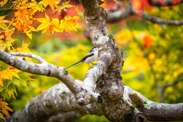 autumn season in japan