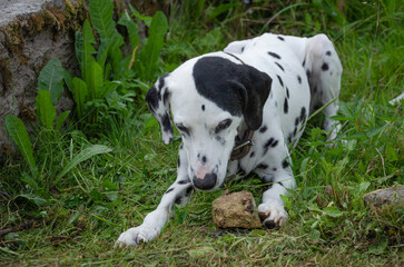 Dalmatian dog playing with stone, playful big dog