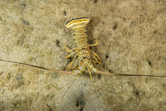 Caribbean Spiny Lobster (Panulirus argus) in Florida, USA