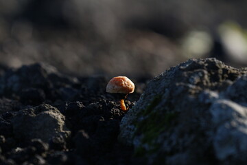 little mushroom