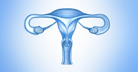 Medical illustration in blue tones of the female reproductive system. Advertising the treatment of gynecological diseases and PMS. Treatment of menopause and women's diseases. 3d illustration
