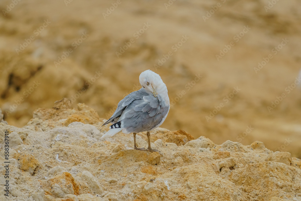 Poster yellow-legged gull (larus michahellis) perched in the ground