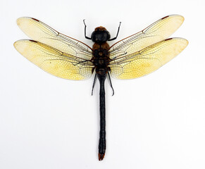 Giant dragonfly isolated on white. Anax gibbosulus macro close up, collection insects, odonata, entomology.