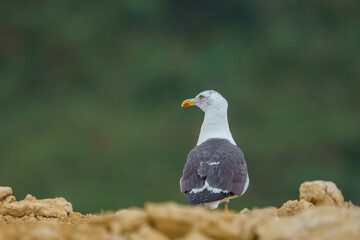 Lesser Black-backed Gull (Larus fuscus) perched in the ground