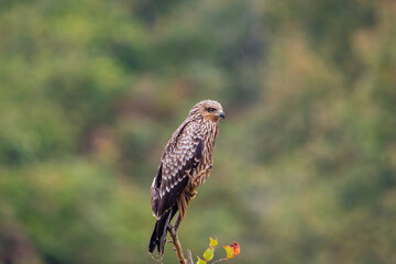 Black Kite (Milvus migrans) perched on a tree branch