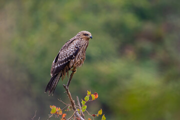 Black Kite (Milvus migrans) perched on a tree branch