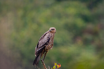 Black Kite (Milvus migrans) perched on a tree branch