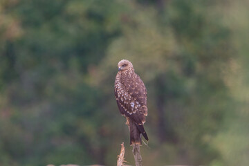 Black Kite (Milvus migrans) perched on a tree branch